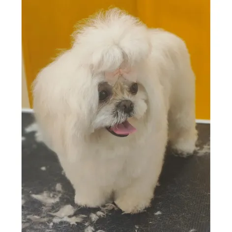 Lhasa Apso after grooming